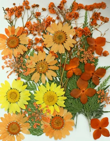 Pressed Plants 25pc Mixed Orange