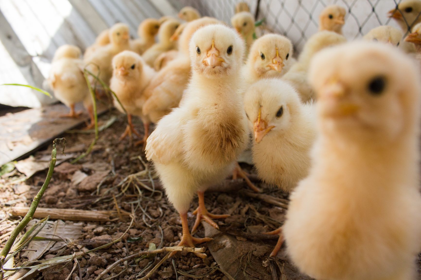 Chicks on a farm