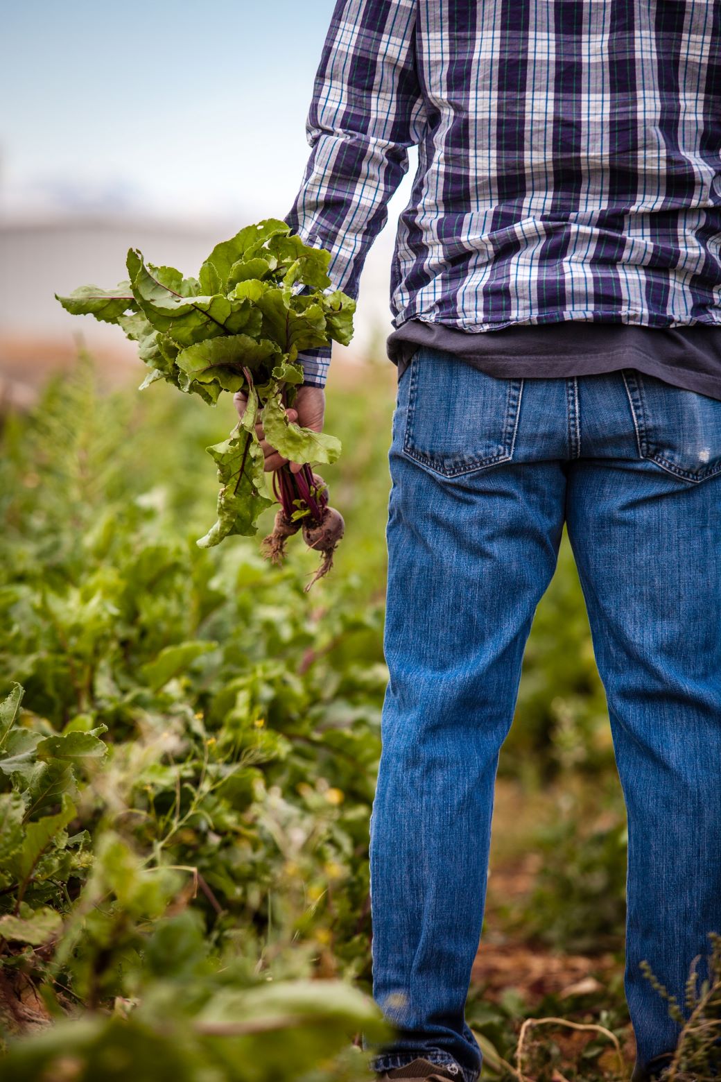 Famer uprooting lettuce