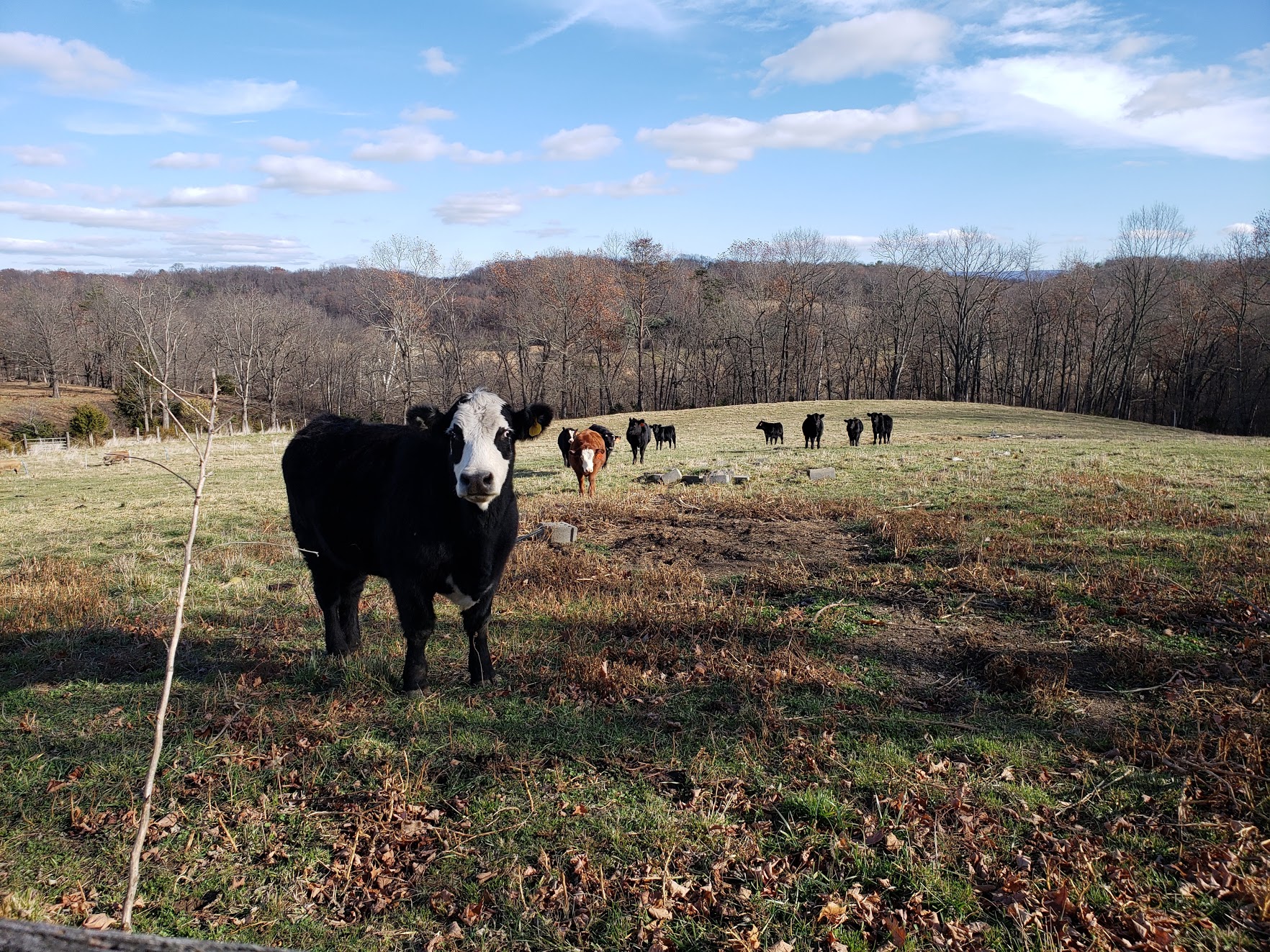 Cows on farm