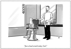 New Yorker Card Head Scratch