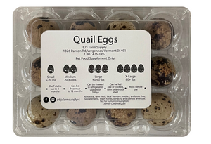 Fresh Quail Eggs One Dozen