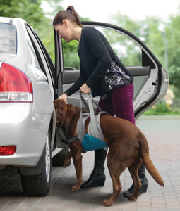 Kurgo Up & About Lifter Coastal Blue/Charcoal