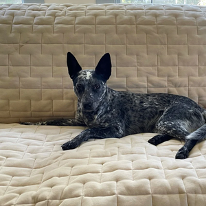 HuggleHounds Quilted Waterproof Jersey Furniture Protector 3 Cushion, Cream