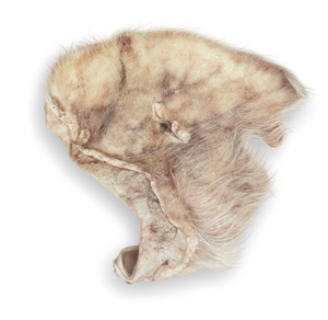 Momentum Carnivore Nutrition Pig Ear (Hairy) Chew