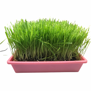 Moms Indoor Cat Grass 10x10