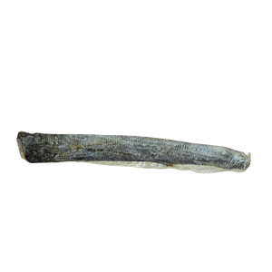 Momentum Long Flattie Chew Cod