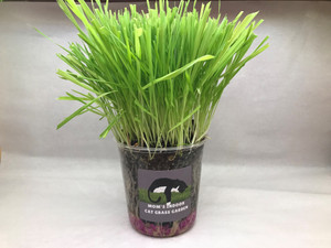 Moms Indoor Cat Grass Kit Medium