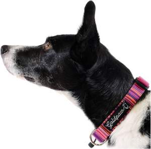 Gold Paw Series Small Swift Lock Dog Collar Sunset