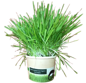 Moms Indoor Compostable Cat Bowl