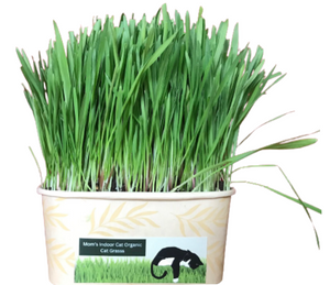 Moms Indoor Cat Compostable Cup