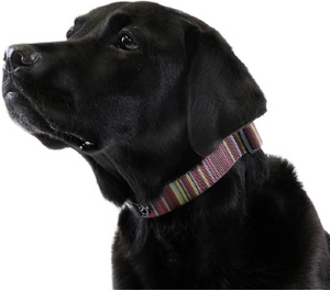 Gold Paw Series Small Swift Lock Dog Collar Canyon