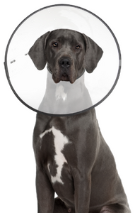 ZenPet Plastic E Collar Medium