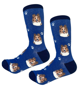 Socks Sheltie