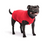 Gold Paw Fleece Red Size 16