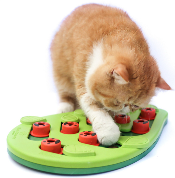 Petstages Puzzle & Play Bugglin Out Green Cat Toy