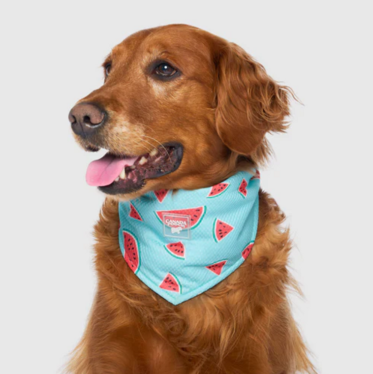 Canada Pooch Cooling Bandana Watermelon Medium