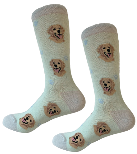 Socks Golden Retriever