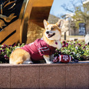 Texas A&M Aggies football dog toy with ATM logo and rope handle in maroon and white