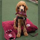 Large Corduroy Pet Bed - Maroon Large Corduroy Pet Bed - Maroon