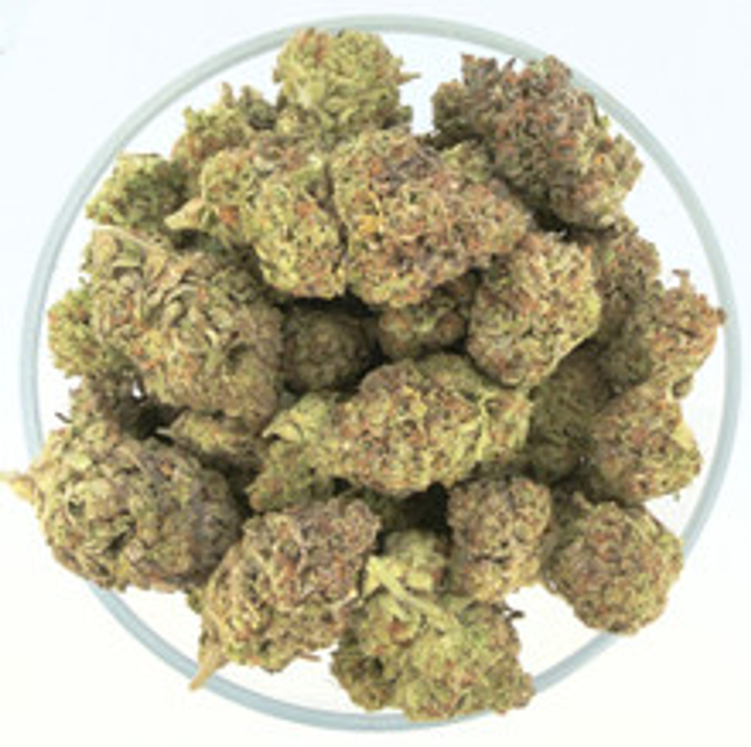 THCa Buds & Flower -Light Dep - J.F.G. 7G