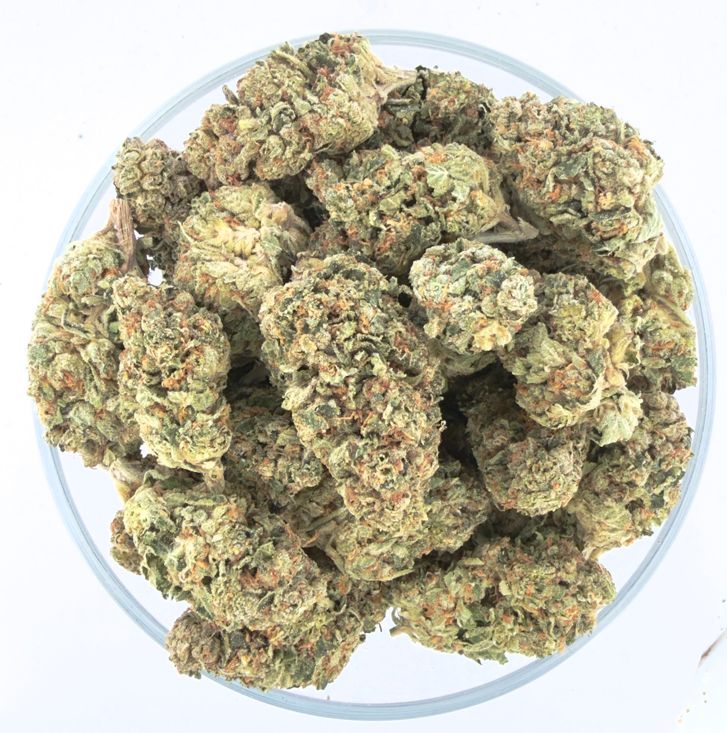 THC様確認用 THCA Flower - Indoor Sex Panther - BackWoodz Cartel - BW LLC