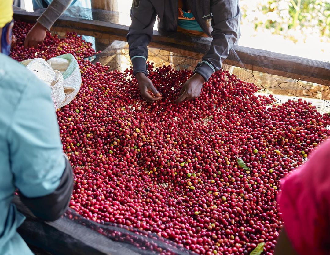 Coffee cherries