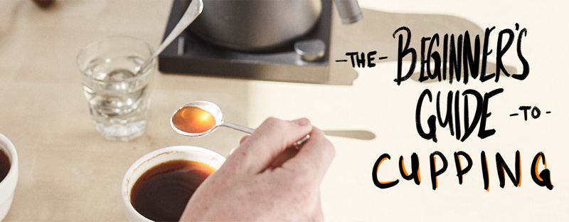 The Beginner's Guide to Cupping