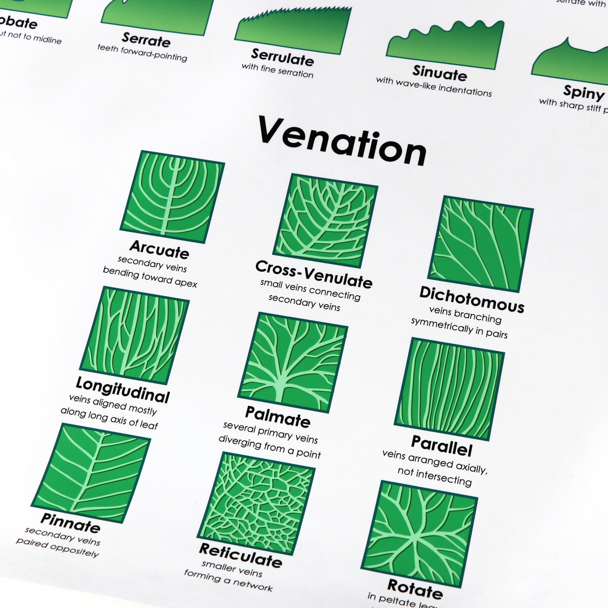 Leaf Venation Chart