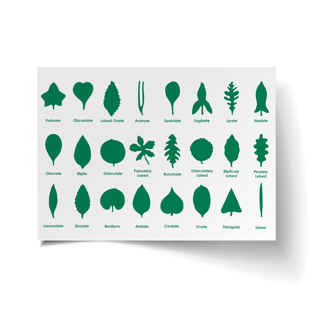 Leaf Shape Study Chart | ETC Montessori