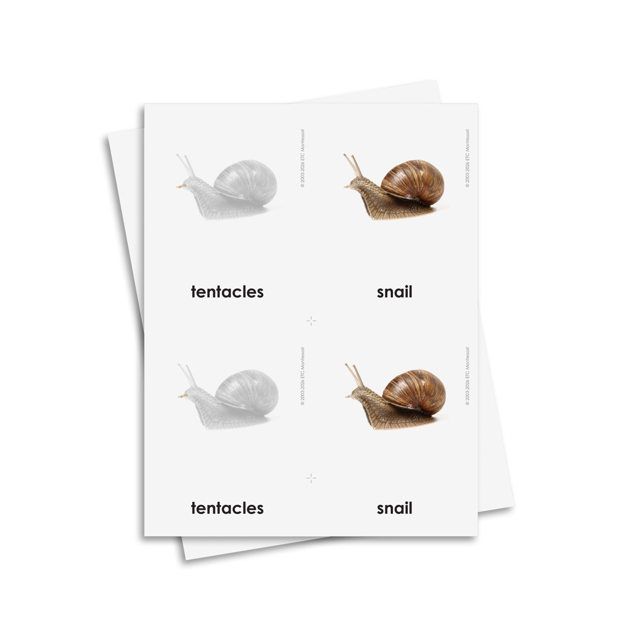 Parts of a Snail 3 Part Cards - Digital Printable | ETC Montessori