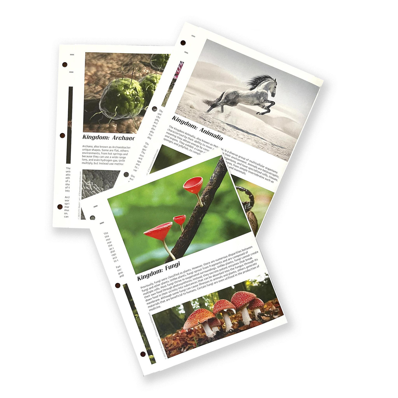 The Six Kingdom Classification System - ETC Montessori Online