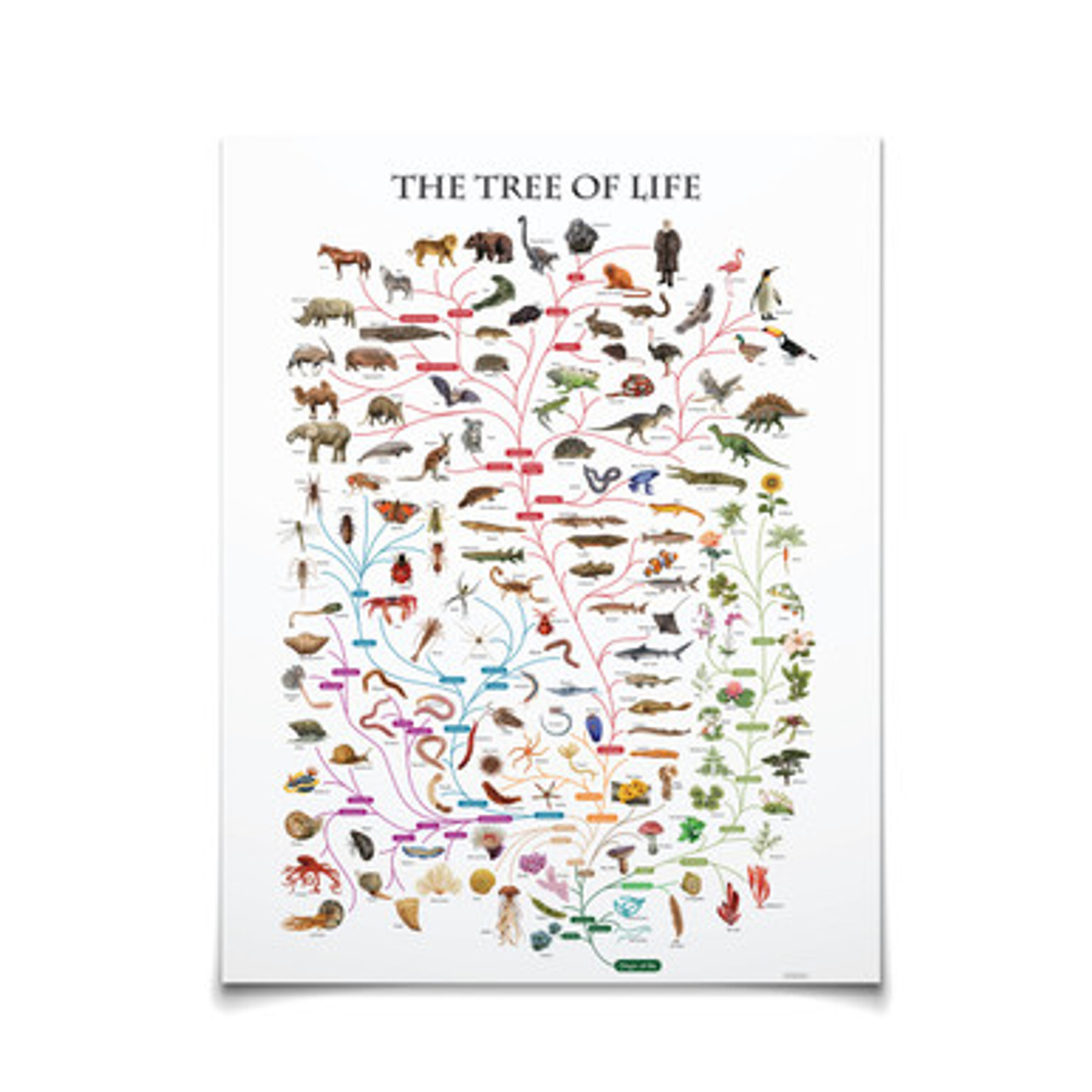 Phylogenetic Tree of Life Chart - Homeschool Edition | ETC