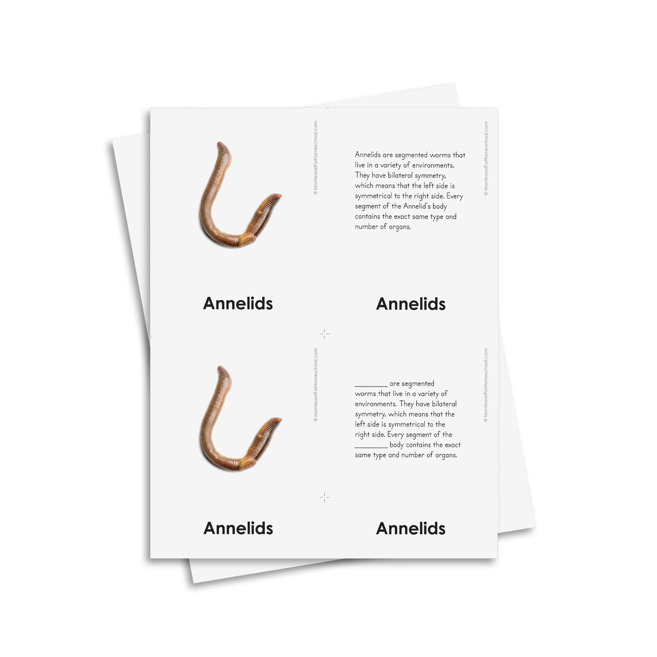 External Characteristics of Annelids - Homeschool Edition | ETC Montessori