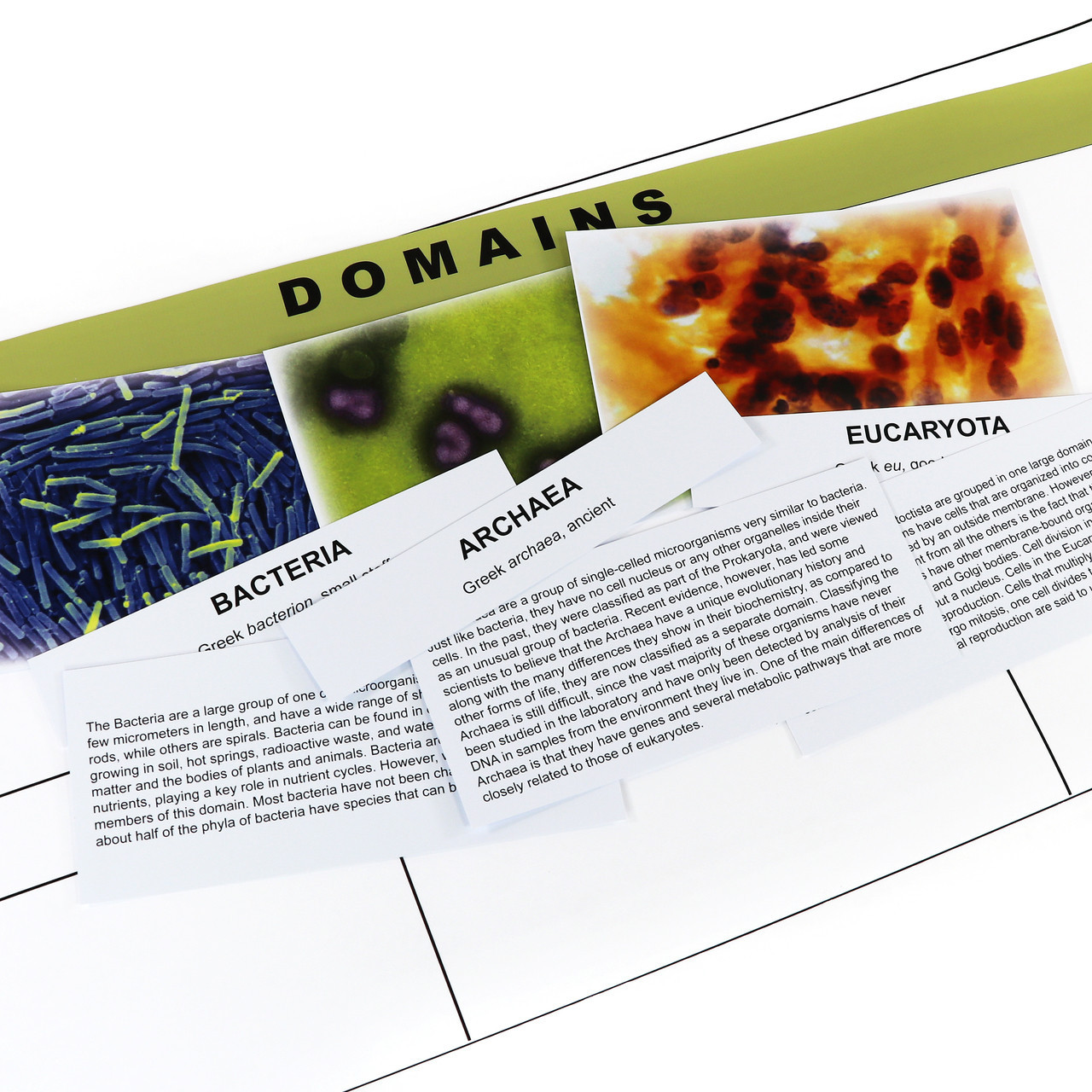 The Three Domains Chart - Digital Printable | ETC Montessori