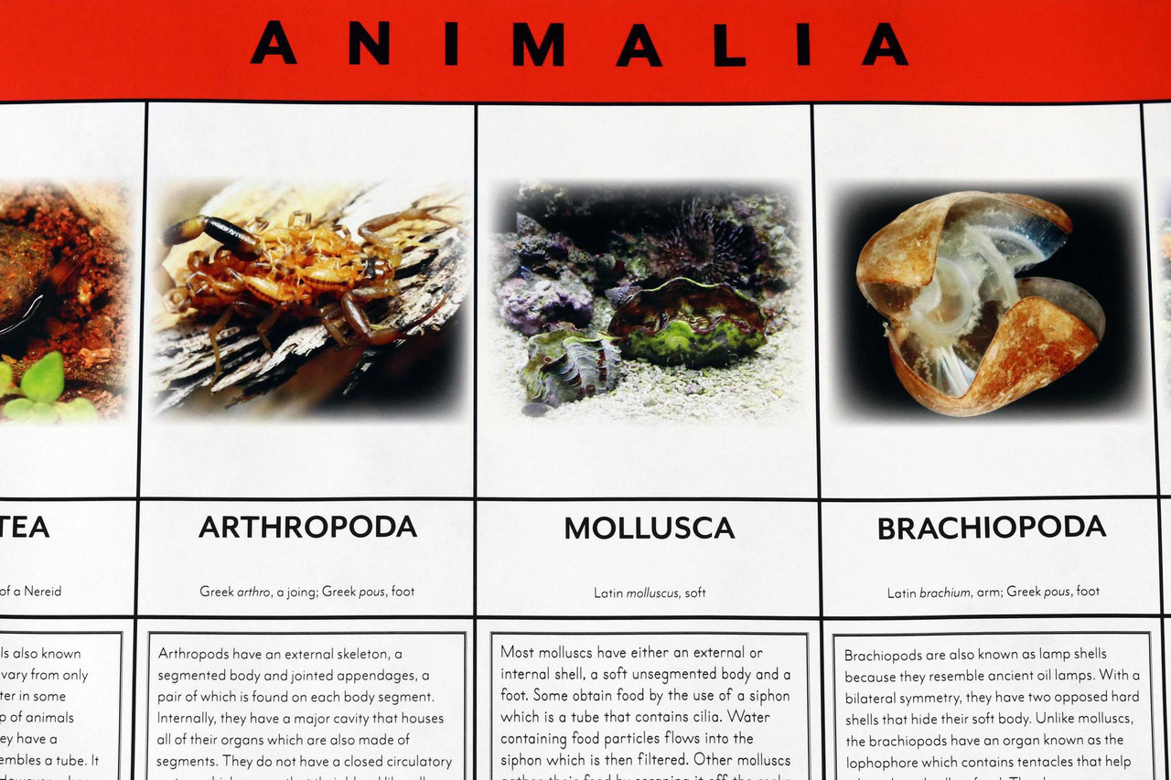 animal kingdom examples chart pdf