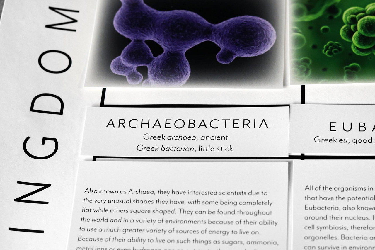 The Six Kingdom Chart | ETC Montessori