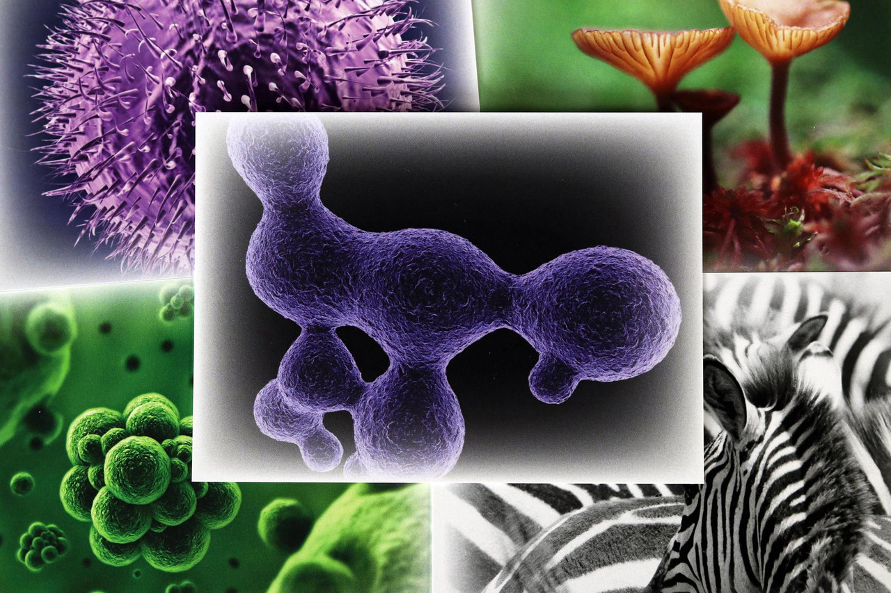 The Six Kingdom Chart | ETC Montessori