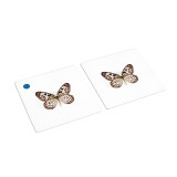 Butterflies Matching Cards (IT-0025)
