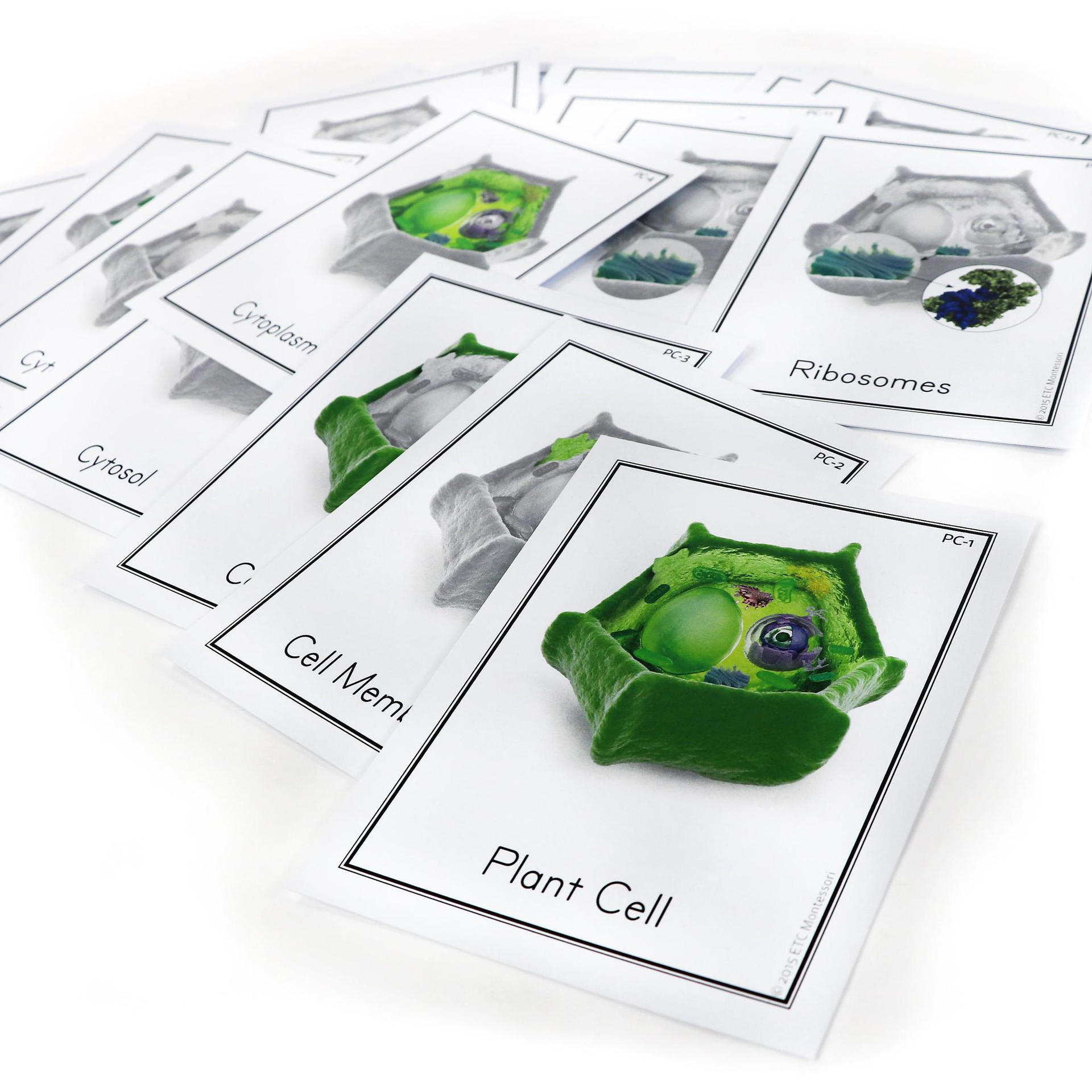 Plant Cell Nomenclature | ETC Montessori