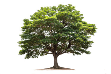 Tree of Life, Kingdom Charts or Domains? Tree of Life, Kingdom Charts or Domains?