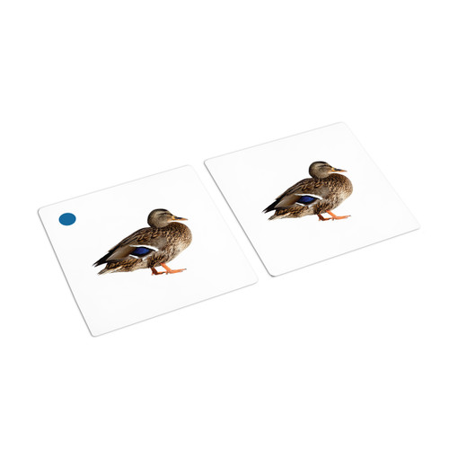 Birds Matching Cards (IT-0020)