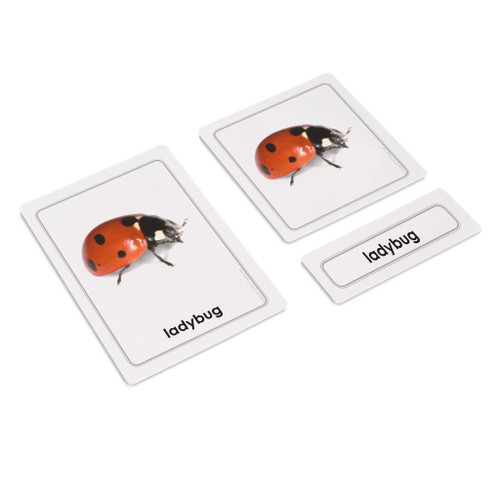Insects 3 Part Cards