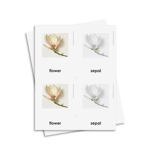 Parts of a Flower 3 Part Cards - Digital Printable