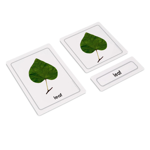 Parts of a Leaf 3 Part Cards