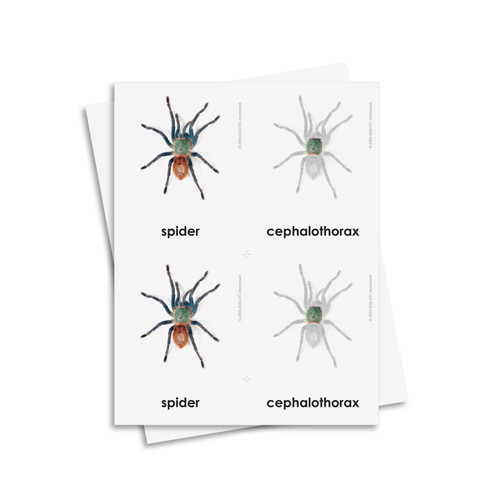 Parts of a Spider 3 Part Cards - Digital Printable