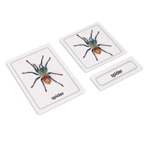 Parts of a Spider 3 Part Cards