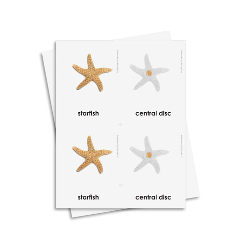 Parts of a Starfish 3 Part Cards - Digital Printable