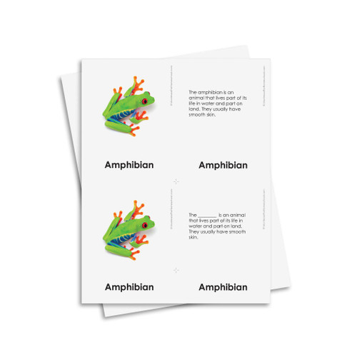 External Characteristics of Amphibians - Homeschool Edition