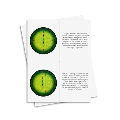 Cell Division: Mitosis - Digital Printable